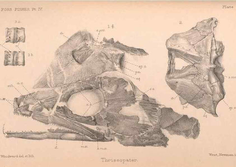 Reproducción/Reproduction 46918897161: Catalogue of the fossil fishes in the British Museum (Natural History) .... London,Printed by order of the Trustees,1889-1901.. 