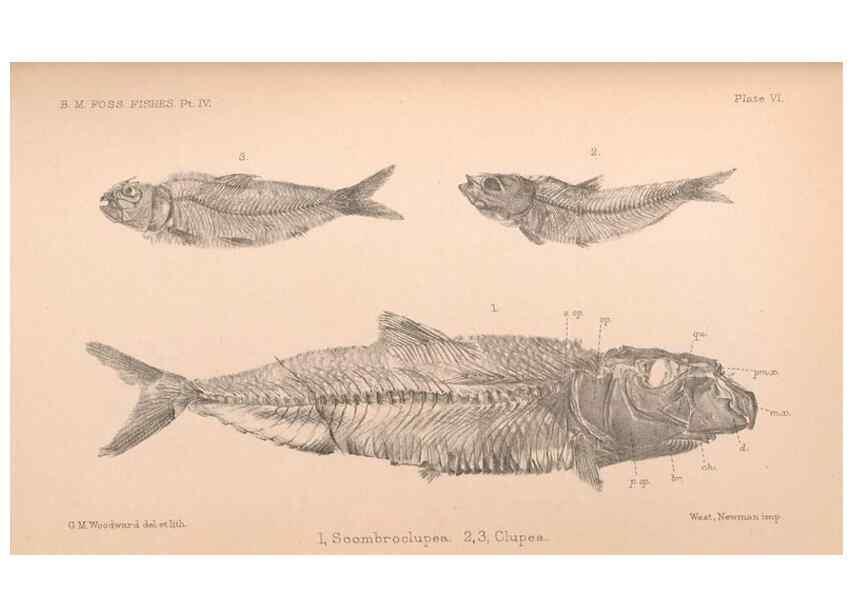 Reproducción/Reproduction 33043568908: Catalogue of the fossil fishes in the British Museum (Natural History) .... London,Printed by order of the Trustees,1889-1901.. 