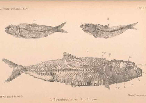 Reproducción/Reproduction 33043568908: Catalogue of the fossil fishes in the British Museum (Natural History) .... London,Printed by order of the Trustees,1889-1901.. 