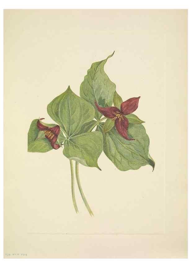 Reproducción/Reproduction 46918899031: North American wild flowers. Washington, D.C. :Smithsonian Institution,1925.. 