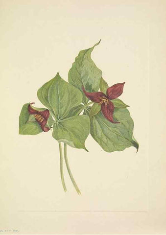 Reproducción/Reproduction 46918899031: North American wild flowers. Washington, D.C. :Smithsonian Institution,1925.. 