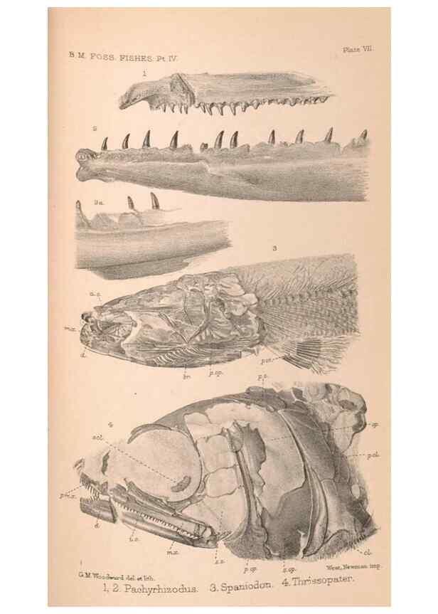 Reproducción/Reproduction 46866779952: Catalogue of the fossil fishes in the British Museum (Natural History) .... London,Printed by order of the Trustees,1889-1901.. 