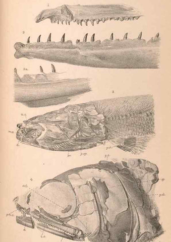 Reproducción/Reproduction 46866779952: Catalogue of the fossil fishes in the British Museum (Natural History) .... London,Printed by order of the Trustees,1889-1901.. 
