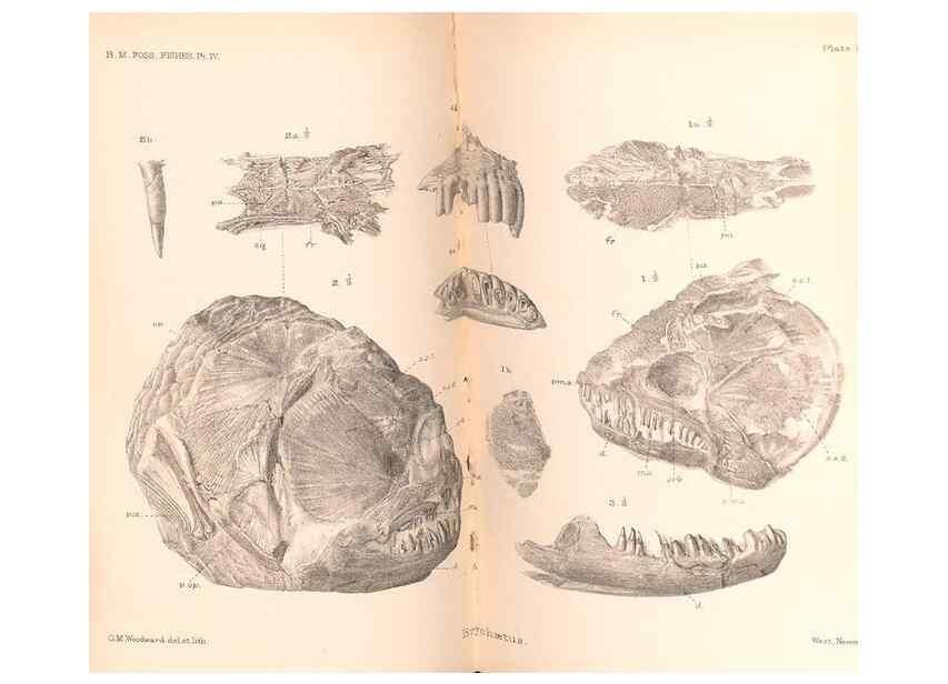 Reproducción/Reproduction 31977750527: Catalogue of the fossil fishes in the British Museum (Natural History) .... London,Printed by order of the Trustees,1889-1901.. 