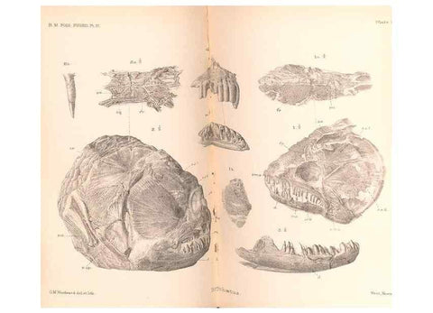 Reproducción/Reproduction 31977750527: Catalogue of the fossil fishes in the British Museum (Natural History) .... London,Printed by order of the Trustees,1889-1901.. 