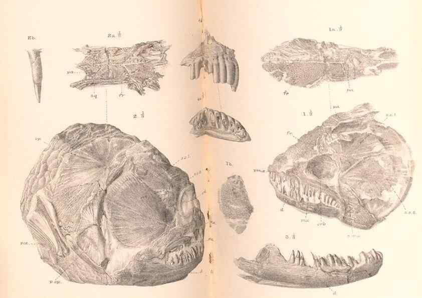 Reproducción/Reproduction 31977750527: Catalogue of the fossil fishes in the British Museum (Natural History) .... London,Printed by order of the Trustees,1889-1901.. 