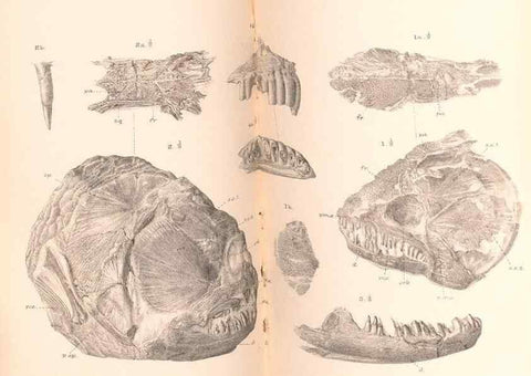 Reproducción/Reproduction 31977750527: Catalogue of the fossil fishes in the British Museum (Natural History) .... London,Printed by order of the Trustees,1889-1901.. 