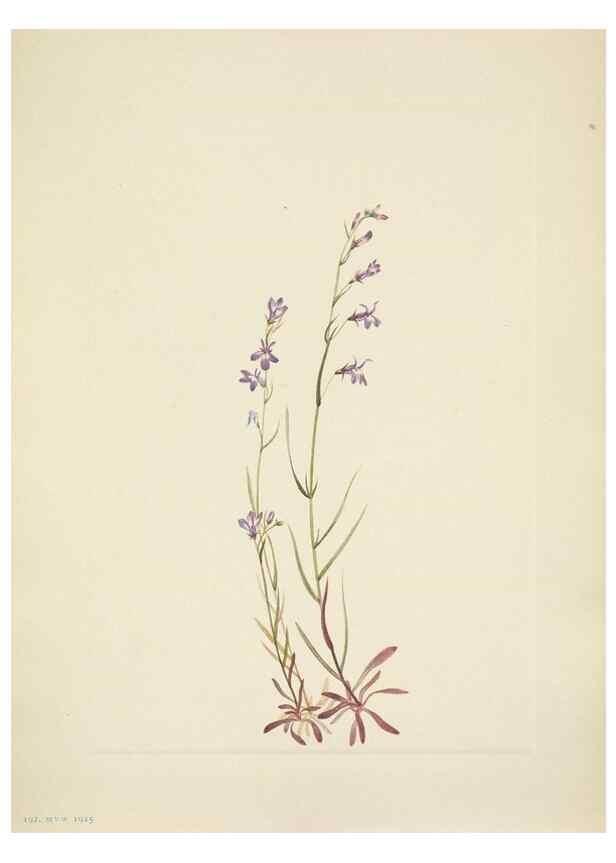Reproducción/Reproduction 46004480595: North American wild flowers. Washington, D.C. :Smithsonian Institution,1925.. 