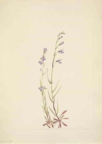 Reproducción/Reproduction 46004480595: North American wild flowers. Washington, D.C. :Smithsonian Institution,1925.. 