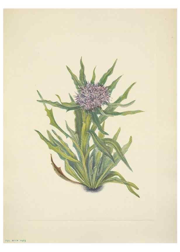 Reproducción/Reproduction 46918834271: North American wild flowers. Washington, D.C. :Smithsonian Institution,1925.. 