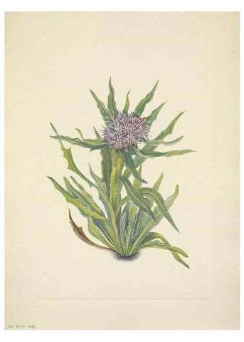 Reproducción/Reproduction 46918834271: North American wild flowers. Washington, D.C. :Smithsonian Institution,1925.. 
