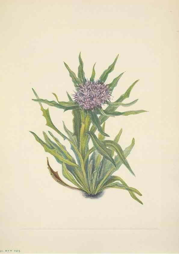 Reproducción/Reproduction 46918834271: North American wild flowers. Washington, D.C. :Smithsonian Institution,1925.. 