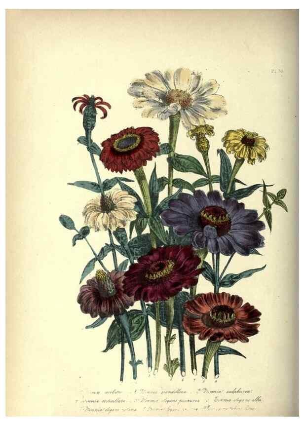 Reproducción/Reproduction 31976886367: The ladies' flower-garden of ornamental annuals.. London,W. S. Orr & co.[1849]. 