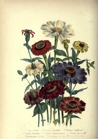 Reproducción/Reproduction 31976886367: The ladies' flower-garden of ornamental annuals.. London,W. S. Orr & co.[1849]. 