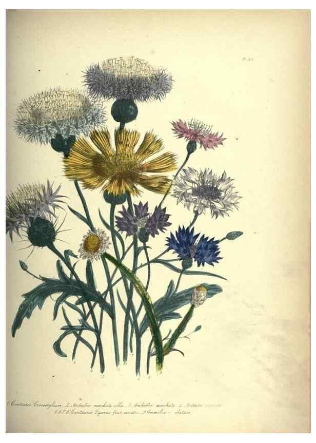 Reproducción/Reproduction 46917955791: The ladies' flower-garden of ornamental annuals.. London,W. S. Orr & co.[1849]. 