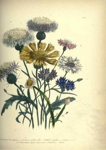 Reproducción/Reproduction 46917955791: The ladies' flower-garden of ornamental annuals.. London,W. S. Orr & co.[1849]. 