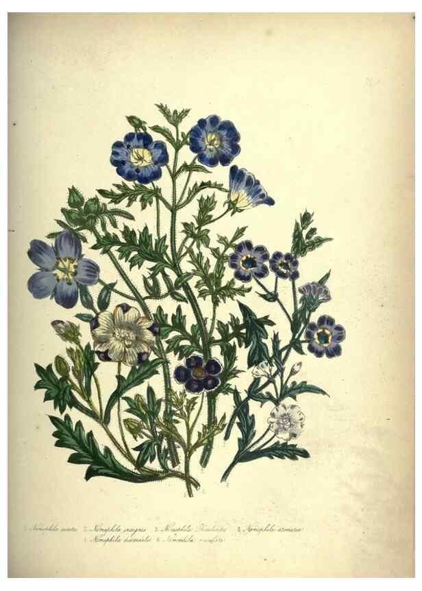Reproducción/Reproduction 39953236373: The ladies' flower-garden of ornamental annuals.. London,W. S. Orr & co.[1849]. 