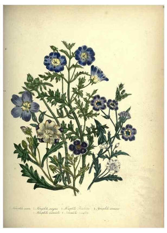 Reproducción/Reproduction 39953236373: The ladies' flower-garden of ornamental annuals.. London,W. S. Orr & co.[1849]. 