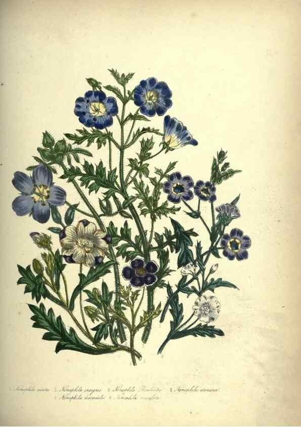 Reproducción/Reproduction 39953236373: The ladies' flower-garden of ornamental annuals.. London,W. S. Orr & co.[1849]. 