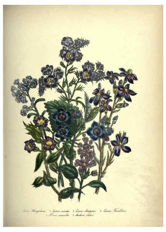 Reproducción/Reproduction 46003682535: The ladies' flower-garden of ornamental annuals.. London,W. S. Orr & co.[1849]. 