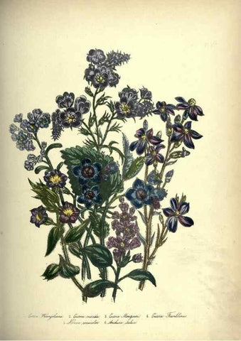 Reproducción/Reproduction 46003682535: The ladies' flower-garden of ornamental annuals.. London,W. S. Orr & co.[1849]. 