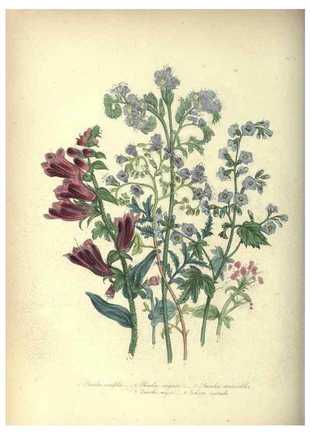 Reproducción/Reproduction 46193241474: The ladies' flower-garden of ornamental annuals.. London,W. S. Orr & co.[1849]. 