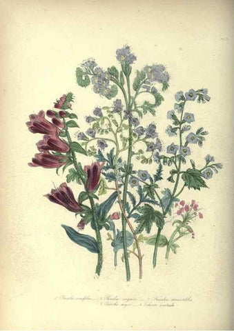 Reproducción/Reproduction 46193241474: The ladies' flower-garden of ornamental annuals.. London,W. S. Orr & co.[1849]. 