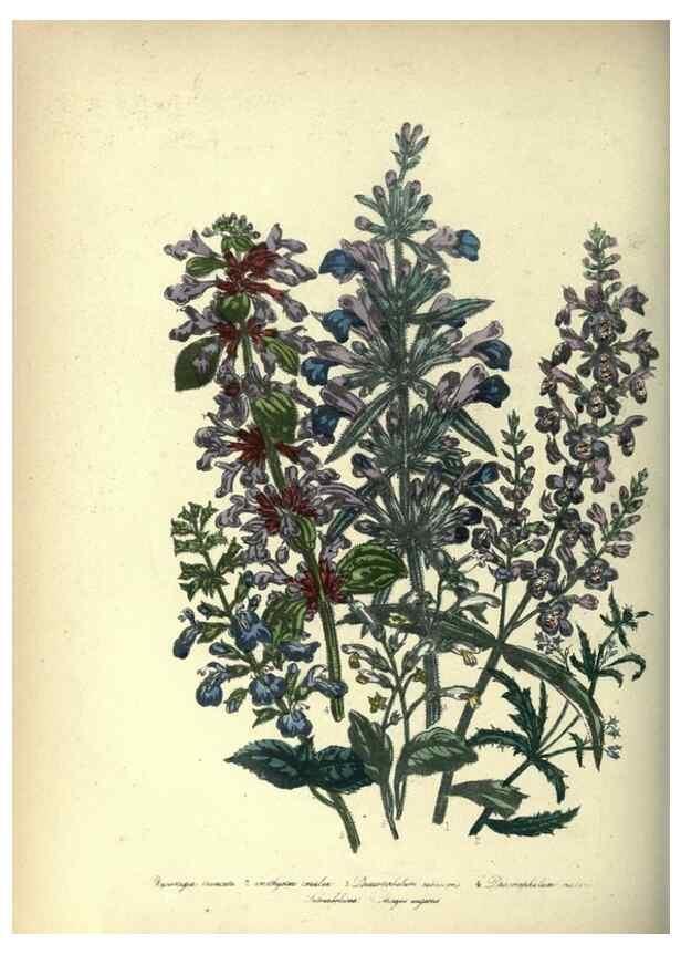 Reproducción/Reproduction 39953238003: The ladies' flower-garden of ornamental annuals.. London,W. S. Orr & co.[1849]. 