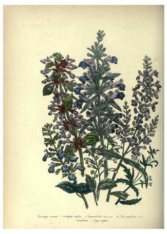 Reproducción/Reproduction 39953238003: The ladies' flower-garden of ornamental annuals.. London,W. S. Orr & co.[1849]. 