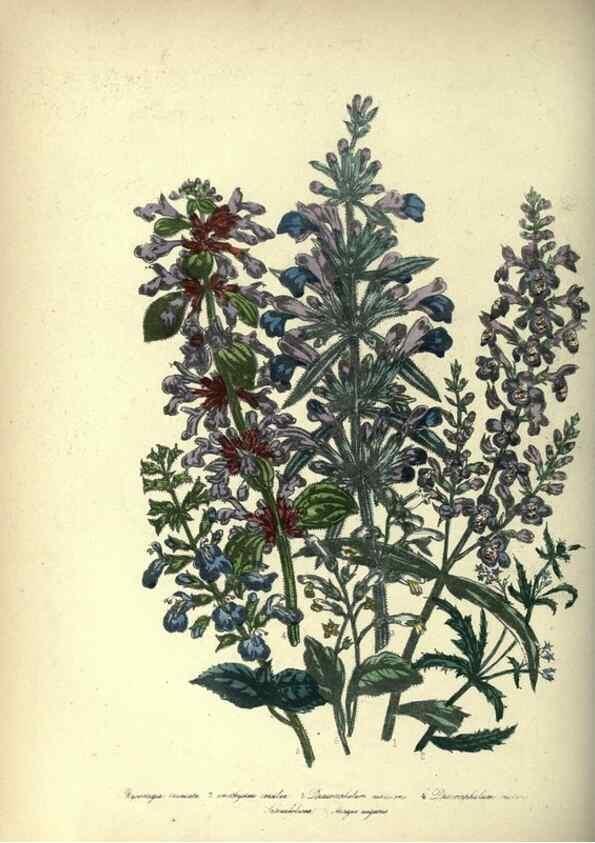 Reproducción/Reproduction 39953238003: The ladies' flower-garden of ornamental annuals.. London,W. S. Orr & co.[1849]. 