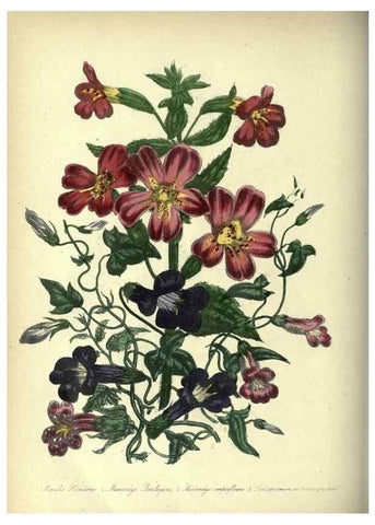 Reproducción/Reproduction 33042680458: The ladies' flower-garden of ornamental annuals.. London,W. S. Orr & co.[1849]. 