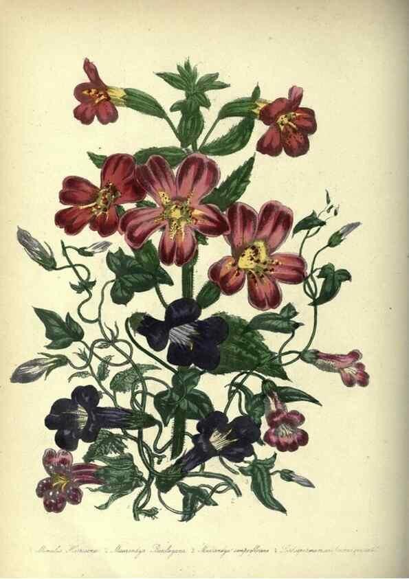 Reproducción/Reproduction 33042680458: The ladies' flower-garden of ornamental annuals.. London,W. S. Orr & co.[1849]. 