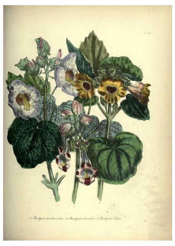 Reproducción/Reproduction 46865869872: The ladies' flower-garden of ornamental annuals.. London,W. S. Orr & co.[1849]. 