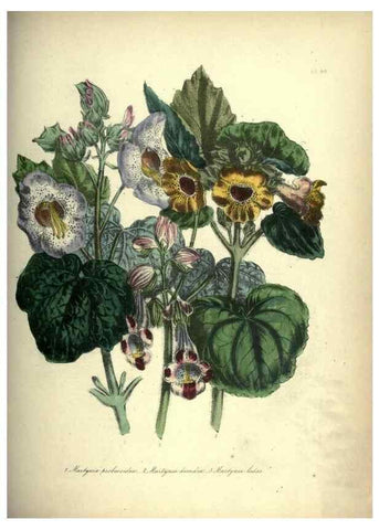 Reproducción/Reproduction 46865869872: The ladies' flower-garden of ornamental annuals.. London,W. S. Orr & co.[1849]. 