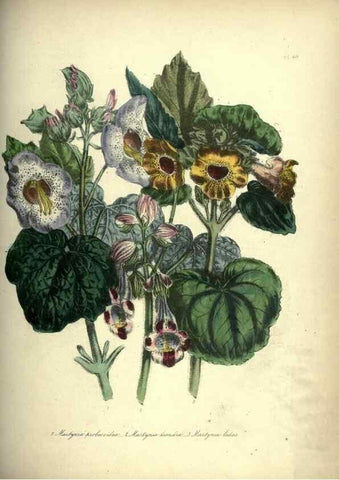 Reproducción/Reproduction 46865869872: The ladies' flower-garden of ornamental annuals.. London,W. S. Orr & co.[1849]. 