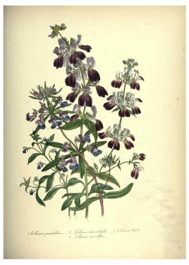 Reproducción/Reproduction 33042682558: The ladies' flower-garden of ornamental annuals.. London,W. S. Orr & co.[1849]. 