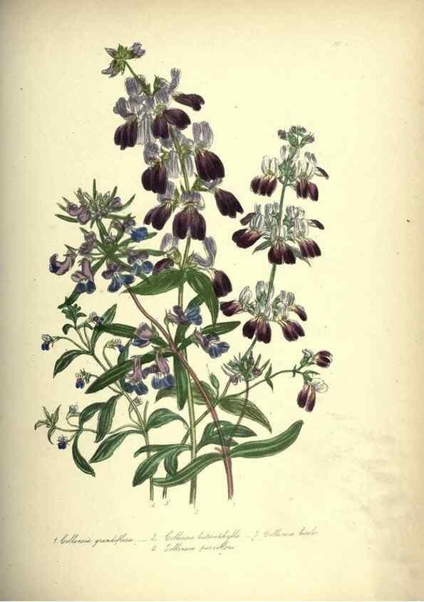 Reproducción/Reproduction 33042682558: The ladies' flower-garden of ornamental annuals.. London,W. S. Orr & co.[1849]. 