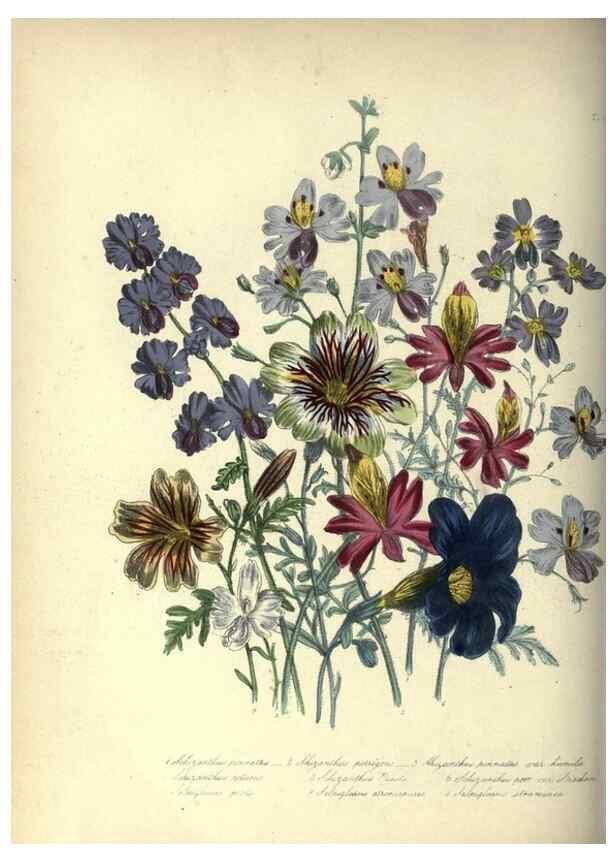 Reproducción/Reproduction 33042683528: The ladies' flower-garden of ornamental annuals.. London,W. S. Orr & co.[1849]. 
