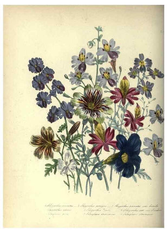 Reproducción/Reproduction 33042683528: The ladies' flower-garden of ornamental annuals.. London,W. S. Orr & co.[1849]. 