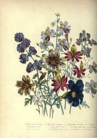 Reproducción/Reproduction 33042683528: The ladies' flower-garden of ornamental annuals.. London,W. S. Orr & co.[1849]. 