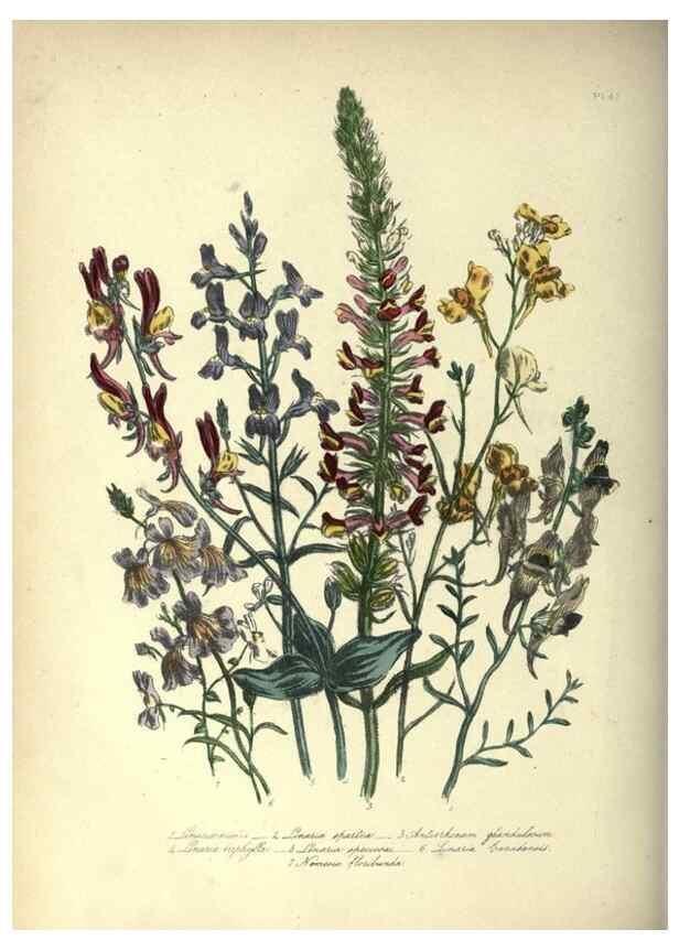 Reproducción/Reproduction 46917968211: The ladies' flower-garden of ornamental annuals.. London,W. S. Orr & co.[1849]. 