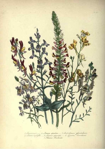 Reproducción/Reproduction 46917968211: The ladies' flower-garden of ornamental annuals.. London,W. S. Orr & co.[1849]. 