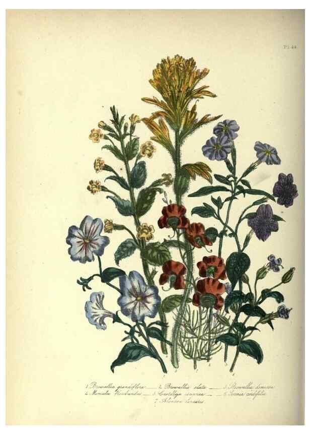Reproducción/Reproduction 46865873492: The ladies' flower-garden of ornamental annuals.. London,W. S. Orr & co.[1849]. 