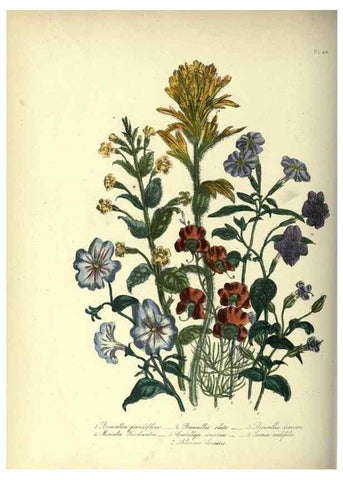 Reproducción/Reproduction 46865873492: The ladies' flower-garden of ornamental annuals.. London,W. S. Orr & co.[1849]. 