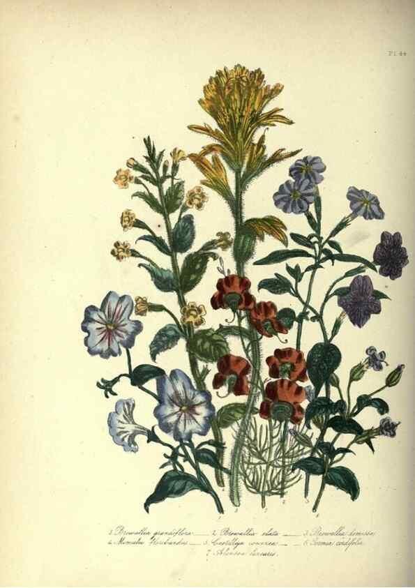 Reproducción/Reproduction 46865873492: The ladies' flower-garden of ornamental annuals.. London,W. S. Orr & co.[1849]. 