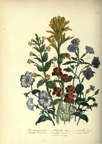 Reproducción/Reproduction 46865873492: The ladies' flower-garden of ornamental annuals.. London,W. S. Orr & co.[1849]. 