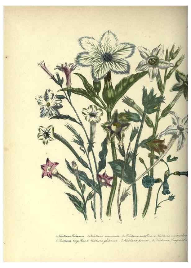 Reproducción/Reproduction 31976896417: The ladies' flower-garden of ornamental annuals.. London,W. S. Orr & co.[1849]. 
