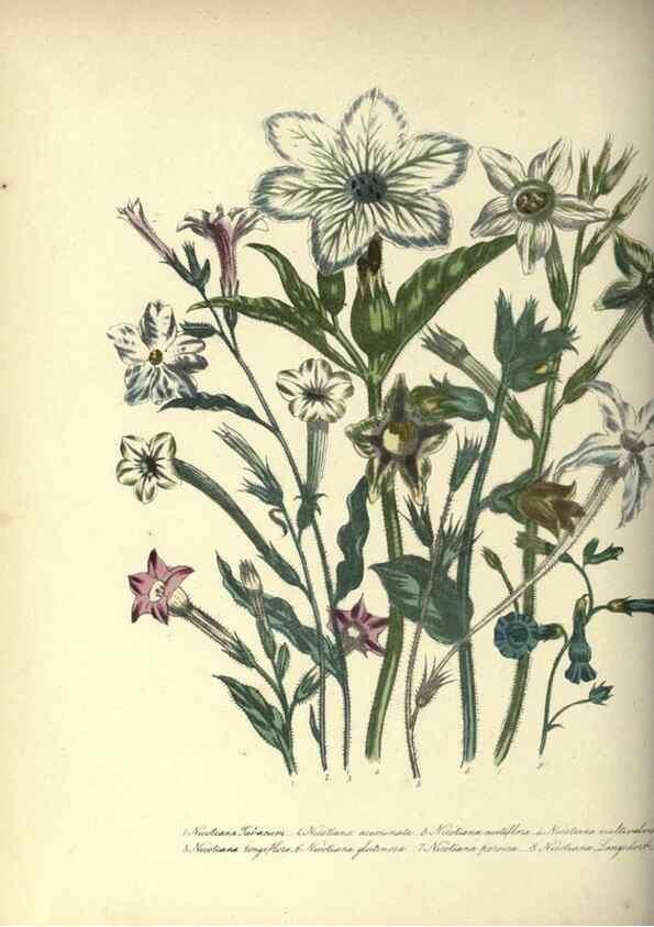 Reproducción/Reproduction 31976896417: The ladies' flower-garden of ornamental annuals.. London,W. S. Orr & co.[1849]. 