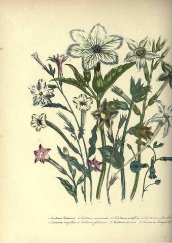Reproducción/Reproduction 31976896417: The ladies' flower-garden of ornamental annuals.. London,W. S. Orr & co.[1849]. 