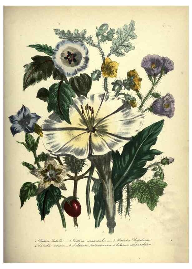 Reproducción/Reproduction 33042686878: The ladies' flower-garden of ornamental annuals.. London,W. S. Orr & co.[1849]. 